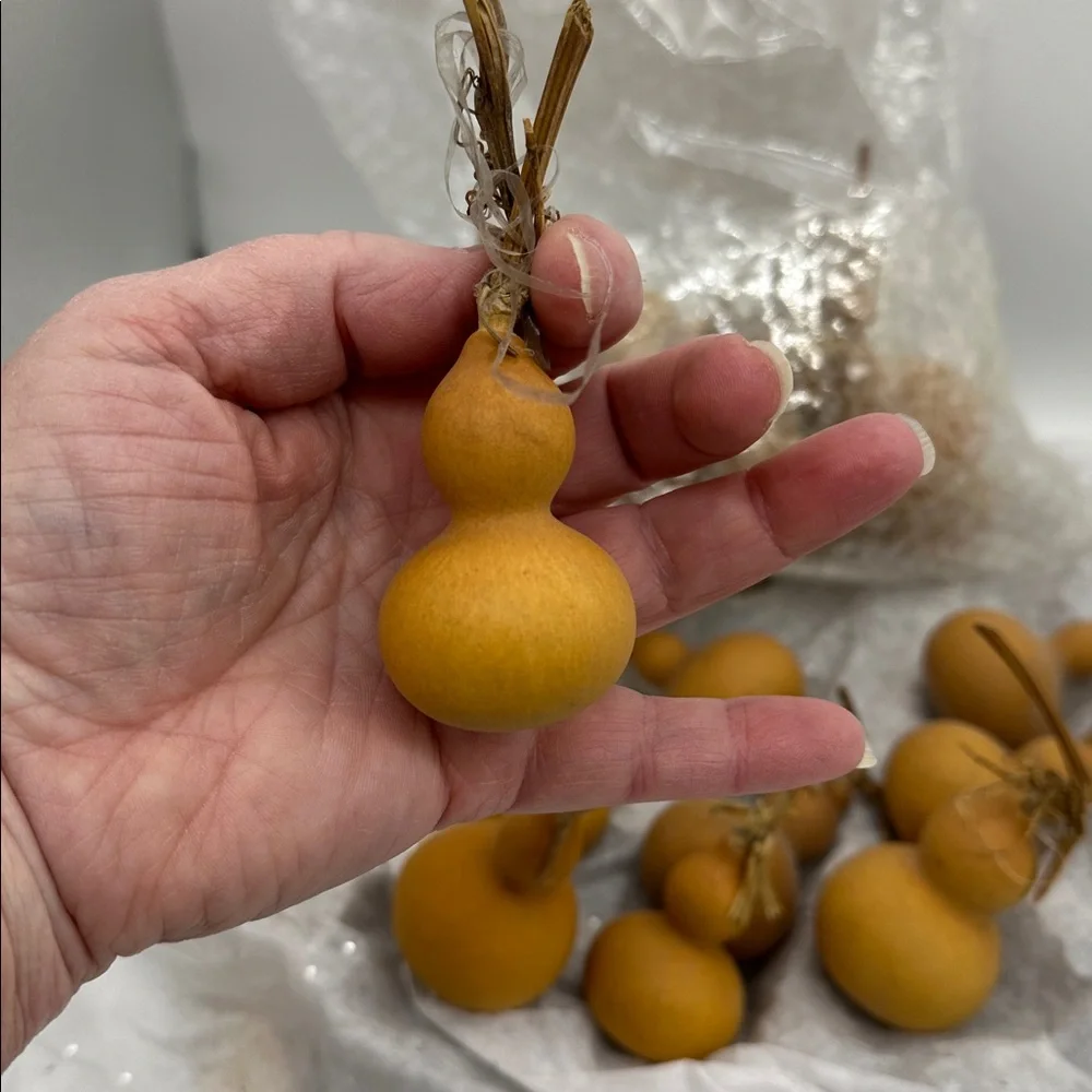 Bottled Gourd’s Mini Natural Dried-Also Known as (CALABASH) Lot of 20 pieces - Picture 3 of 4